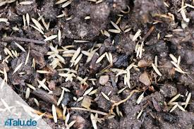 From www.gartenjournal.net rasen kalken wann wie gleichzeitiges dungen plantura. Rasen Saen So Wird S Gemacht Talu De