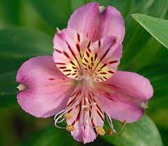 Hardy Alstroemeria Mauve Majesty Peruvian Lily Is A Tuberous Perennial With Lance Shaped Dark Green L Peruvian Lilies Summer Flowering Bulbs Alstroemeria