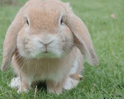 Eltern der mäuse sind summer und rigo. Zoo Co Zwergwidder