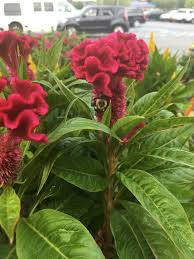 The Bees Made Me Get This Celosia Gardening Garden Diy Home Flowers Roses Nature Landscaping Horticulture Fragrant Garden Garden Garden Styles