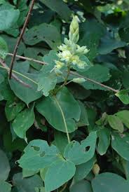 Image result for Kohautia aspera