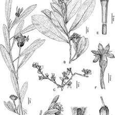 Image result for Gnidia chrysantha