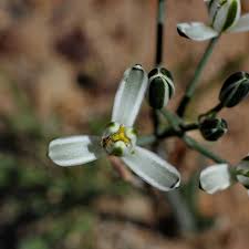 Image result for Albuca setosa