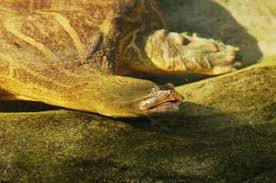 However, most of their eggs are eaten by carnivorous. Zootierlistehomepage