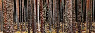 Wood price zum kleinen preis hier bestellen. Thermowood Thermally Modified Wood