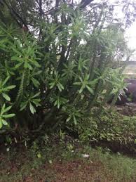 Image result for Erythrococca kirkii