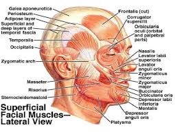 Humans Have Well Developed Facial Musculature That Allows For A Variety Of Complex Facial Expressions Needed Head Muscles Muscle Diagram Human Anatomy Picture