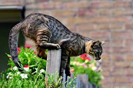 Schon oft haben katzen die gemüter von gärtnern erregt. Wie Katzen Vertreiben Aus Dem Garten Garten Und Freizeit