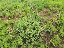 Image result for Cyperus amauropus