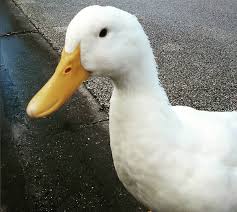 © fornito da rai sport alexandre pato. Pato Vivo Unidade Grande Roque Online