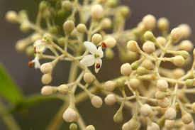 Image result for Olea chimanimani