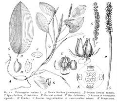 Image result for Potamogetonaceae