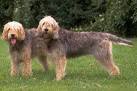 Otterhound Dog Breed Profile | Petfinder