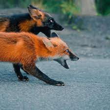Maybe you would like to learn more about one of these? Guy Earns The Trust Of A Black And Orange Fox Shares 20 Stunning Pics Animals Fox Animals Beautiful