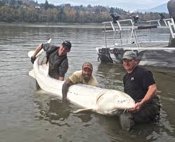 Rare Albino Sturgeon Possibly The Worlds Biggest Caught