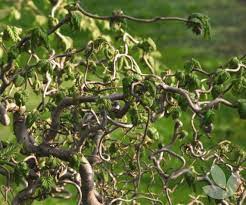 Shop by type, color, zone & more. Corylus Avellana Contorta Crazy Filbert Corkscrew Hazel Trees Speciality Trees