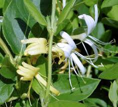 Check spelling or type a new query. Growing Lonicera Japonica Japanese Honeysuckle