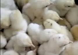 Maybe you would like to learn more about one of these? Buy Light Sussex Chicks Eggs Sale Adult Breeder Chicksbazaar