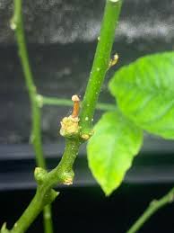 Maybe you would like to learn more about one of these? Am I Correct In Assuming These Are Spider Mites And Are The Reason My Lemon Tree Is Dying Also The Pepper I Have Next To It I M Almost Positive Has Aphids But