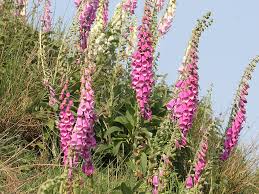 Het vingerhoedskruid, digitalis purpurea, is de meest bekende soort en komt voor in heel europa, dus ook in ons land. Digitalis Purpurea Vingerhoedskruid Online Bestellen Bij Cruydt Hoeck