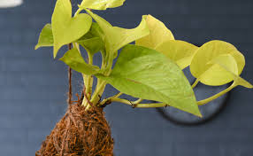 However, north being zone of water, earthen pots specially of red or yellow in any plant should not be in bedroom as per vastu field. 10 Best Vastu Plants For Home