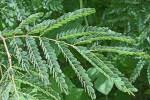 Image result for Acacia eriocarpa