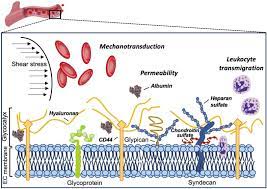 The glycocalyx is the outer layer of a bacteria cell. Frontiers The Endothelial Glycocalyx As A Double Edged Sword In Microvascular Homeostasis And Pathogenesis Cell And Developmental Biology