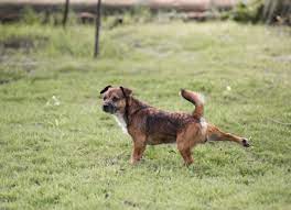 Dog Behavior Why Do Dogs Kick Their Feet After Pooping Petmd