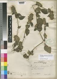 Image result for Phaulopsis imbricata