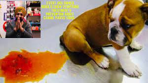 Check spelling or type a new query. Every Dog Owner Should Know Symptoms Treatment Prevention About Canine Parvo Virus Youtube