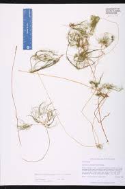 Image result for Eleocharis confervoides