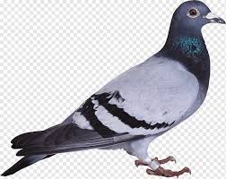 Burung control spike burung merpati dan merpati gambar png. Merpati Abu Abu Burung Columbidae Columba Merpati Hewan Fauna Wallpaper Desktop Png Pngwing
