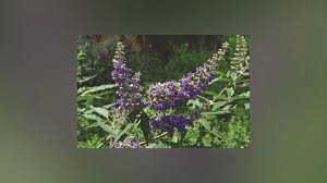 Image result for Vitex mombassae