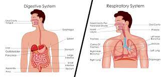 Check spelling or type a new query. What Are Esophagus And Trachea Why Are They Located Close To Each Other