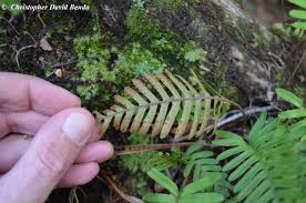 Image result for Pleopeltis