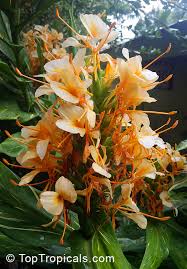 Image result for Helichrysum moggii