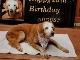 Golden retrievers can be a great family dog for an active family due to their high energy levels, but also calm natures and intelligence. A Golden Birthday Tenn Dog 20 Becomes Oldest Living Golden Retriever