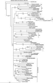 Image result for Synsepalum passargei