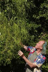 Image result for Periploca linearifolia