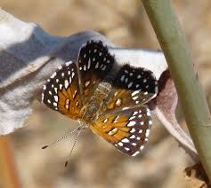 Image result for Aptosimum elongatum