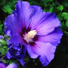 Discover 20 of the best trees to grow in a small garden, for flowers, fruit and foliage. Buy Tree Hollyhock Syn Hibiscus Syriacus Blue Bird Hibiscus Syriacus Oiseau Bleu