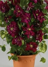 If intertwining clematis, pruning will be easier if you select varieties with the same pruning type. Pin On Clematis