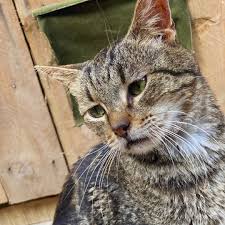 Image result for kitler