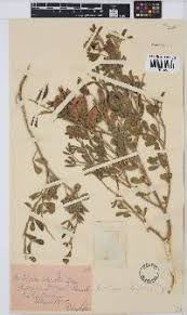 Image result for Crotalaria heidmannii