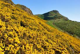 Gorse The Yellowest Of Flowers Gorse Flowers Scotland Hiking