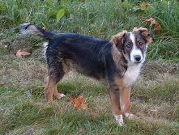 Whatever term you like to use to describe puppies, they are truly incredible animals that are much more than just pets. English Shepherd The Pet Wiki