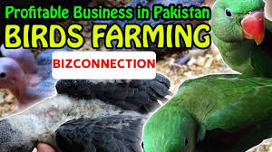 Birds Business Idea Birds Business Idea In Pakistan Birds Farming Small Bird Cage Birds For Sale Birds