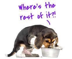 Neil the hormones released when we are hungry are the same as our fight or flight hormones. My Puppy Is Always Hungry Keep Feeding Or Not Houndgames