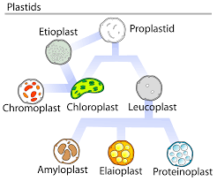 Distinguish Between Leucoplast And Chromoplast Based On One Feature. Give  An Example Of A Chromoplast Present In A Plant Cell. What Is The Function  Of A Chromoplast In A Plant Cell?