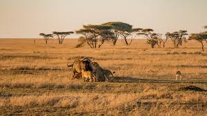Let tanzania expeditions™ organize your safari in tanzania. 9 Day Tanzania Safaris